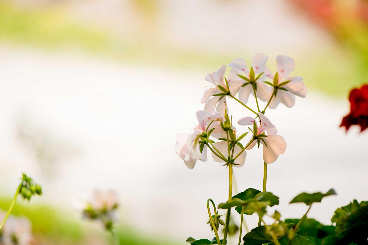 Blumen im FrÃ¼hling