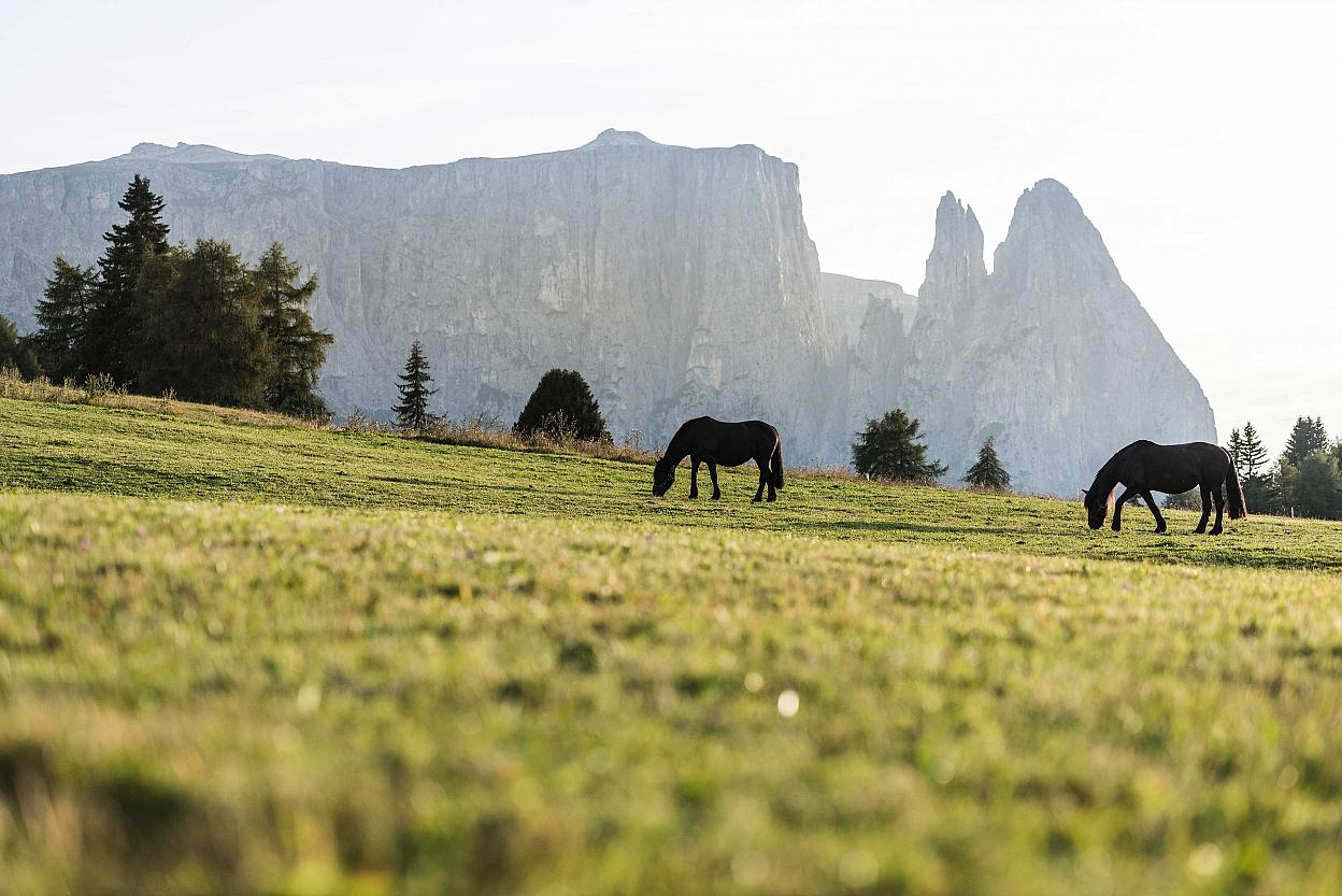 Tiere auf der Seiser Alm?