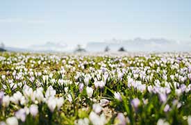 Prato di fiori