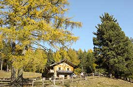 Wooden hut in the larch forest